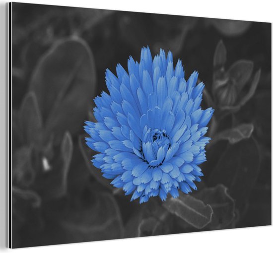 Décoration murale Métal – Aluminium – Fleurs – Zwart – Wit – Blauw – 30×20 cm