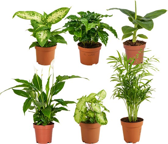 Bloomique – Lot de 6 – Mélange de plantes vertes – Bananier, Caféier, Syngonium, Chamaedorea, Spathiphyllum, Dieffenbachia – 20-40 cm de haut – Pot 12 cm