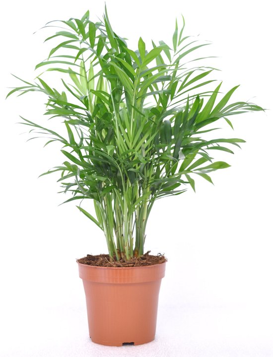 Chamaedorea elegans – Hauteur 40 cm – Pot 12 cm
