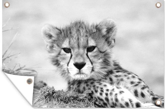 Décoration murale Close-up jeune guépard – noir et blanc – 180×120 cm – Poster jardin – Toile jardin – Poster extérieur