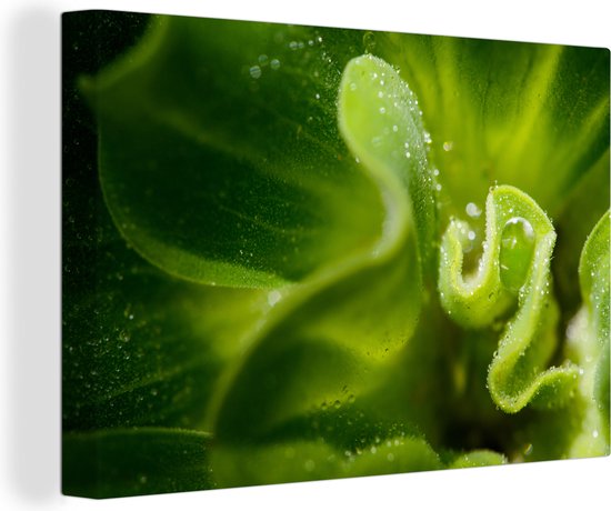 Tableau sur toile Feuilles de laitue avec gouttes de pluie – 30×20 cm – Décoration murale