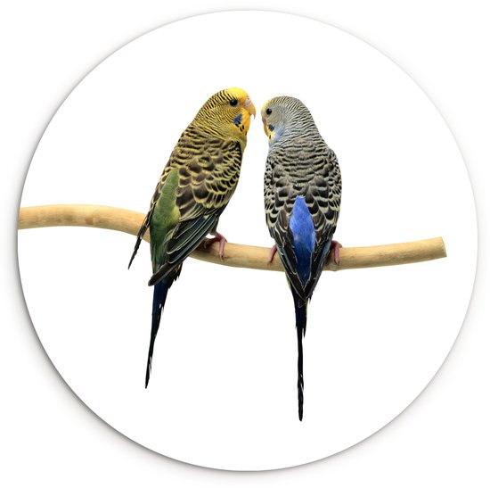 Deux perruches de l&rsquo;arrière sur un fond blanc feuille de plastique de cercle mural