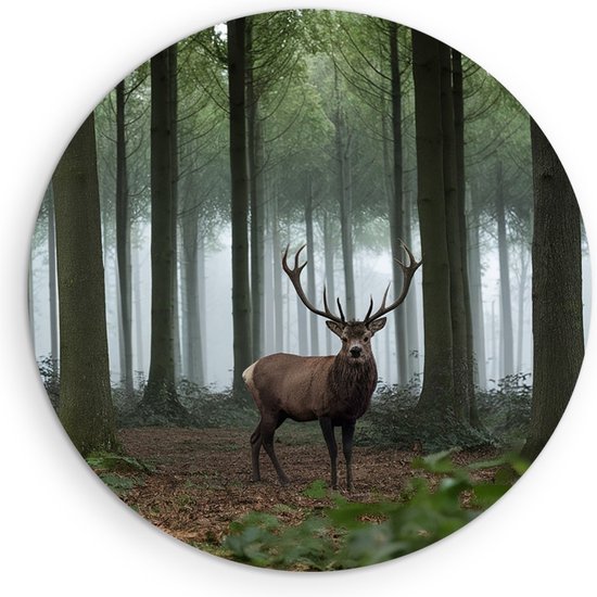 Cercle mural Saammp en bois – Cerf dans la nature – Animaux – Ø 50 – Cercle mural – Décoration murale Cercle – Décoration murale Salon – Décoration chambre – Tableau rond