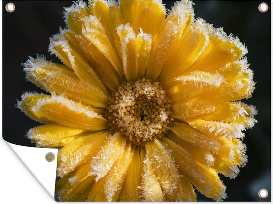 Décoration murale extérieure La Reine des neiges – Jaune – Bloem – 160×120 cm – Toile de jardin – Poster extérieur