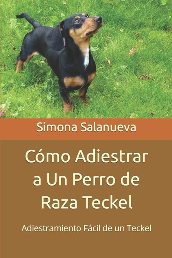 Cómo Adiestrar a Un Perro de Raza Teckel Adiestramiento Fácil d&rsquo;un Teckel