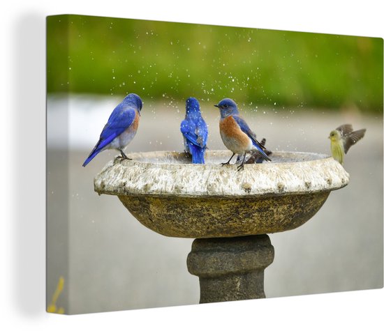 Bain d&rsquo;oiseaux avec toile d&rsquo;oiseaux colorés 2cm 120×80 cm – Tirage photo sur toile (Décoration murale salon / chambre)