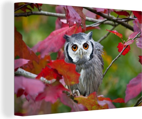 Chouette regardant la caméra dans la toile d&rsquo;automne 2cm 60×40 cm – Tirage photo sur toile (Décoration murale salon / chambre) / Animaux sauvages Peintures sur toile