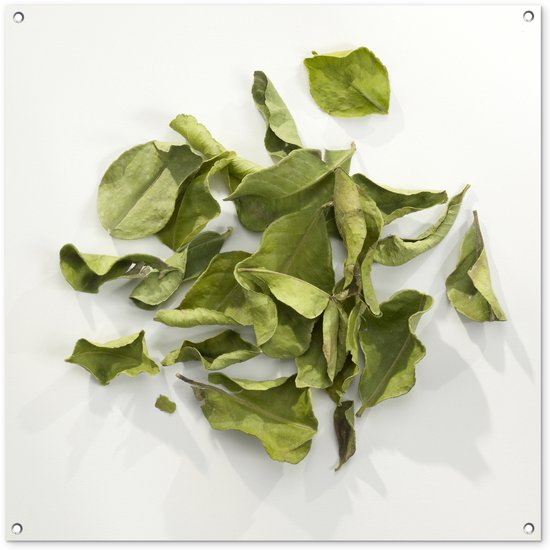 Feuilles de puroet djeroek séchées sur un tas sur fond blanc Affiche de jardin 100×100 cm – Tissu de jardin / Toile d&rsquo;extérieur / Peintures pour l&rsquo;extérieur (décoration de jardin)