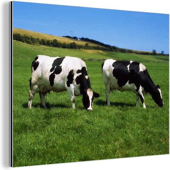Deux vaches frisonnes dans l&rsquo;herbe verte Aluminium 160×120 cm – Tirage photo sur Aluminium (décoration murale métal) XXL / Groot format!