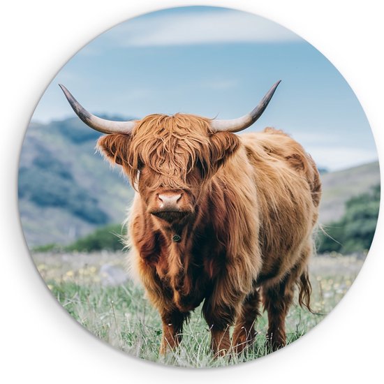 Cercle mural Forex Saammp – Vache Highlander écossaise – Fleur – Paysage – Animaux – Nature – Ø 60 – Cercle mural – Cercle de Décoration murale – Décoration murale Salon – Décoration de chambre – Peinture ronde