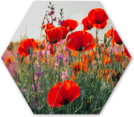 Décoration murale Hexagone – Décoration murale Plastique – Peinture Hexagone – Coquelicot – Fleurs – Fleurs Sauvages – 120×103 cm