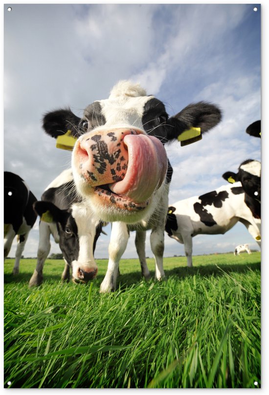Décoration murale Herbe – Nez – Vache – 120×180 cm – Poster jardin – Toile jardin