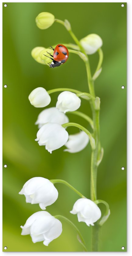 Décoration murale d&rsquo;extérieur Une coccinelle sur un muguet blanc – 80×160 cm – Toile jardin – Poster extérieur