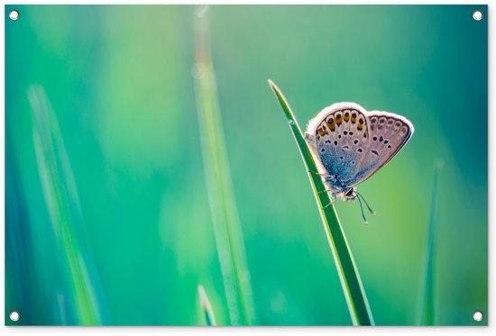 Close-up Butterfly in the Sun Garden Poster toile en vrac 90×60 cm – Toile de jardin / Toile d&rsquo;extérieur / Peintures pour l&rsquo;extérieur (décoration de jardin)