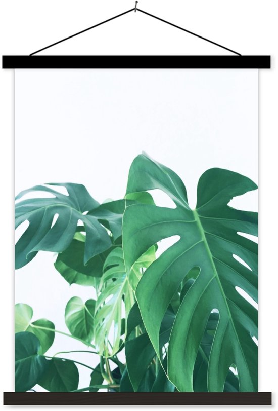 Énormes feuilles botaniques de la plante du trou sur fond blanc poster scolaire lattes plates noir 120×160 cm – Tirage photo sur poster textielposter (décoration murale salon / chambre) XXL / Groot format!