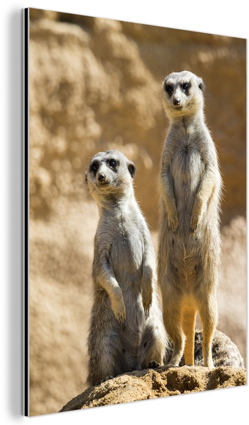 Deux suricates vigilants sur un rocher Aluminium 30×40 cm – petit – Tirage photo sur aluminium (décoration murale métal)
