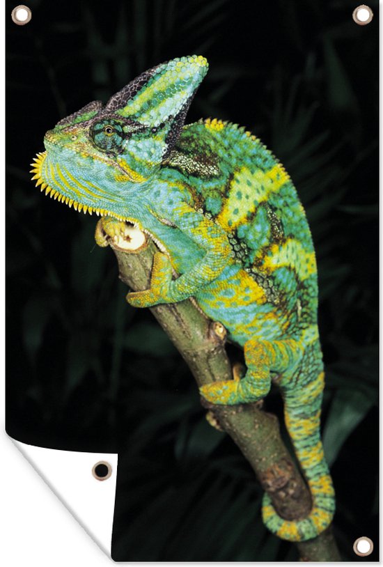 Décoration murale Grand caméléon vert – 120×180 cm – Poster jardin – Toile jardin