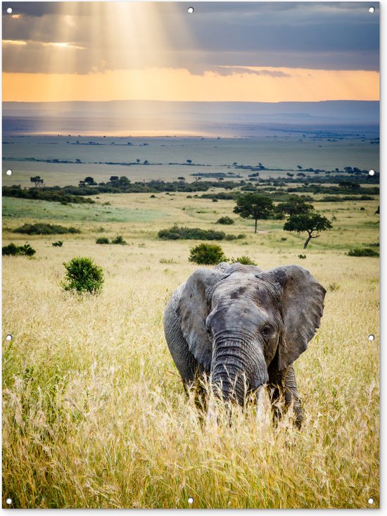 Décoration murale extérieure Éléphant – Animaux – Paysage – Soleil – Nature – 120×160 cm – Toile de jardin – Poster extérieur