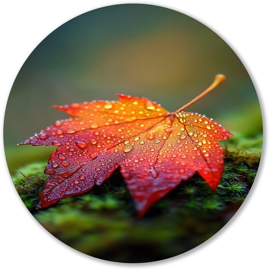Feuille d&rsquo;automne avec gouttes de rosée – Cercles muraux de feuilles d&rsquo;automne – Impression murale ronde feuille – Hyperréalisme – Cercles muraux Forex – Posters et peintures – Cercle mural Forex 100×100 cm