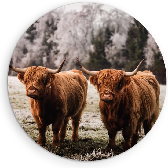 Cercle mural Forex Saammp – Vaches Highlander écossaises dans l&rsquo;herbe – Animaux – Nature – Ø 60 – Cercle mural – Cercle de Décoration murale – Décoration murale Salon – Décoration de chambre – Peinture ronde