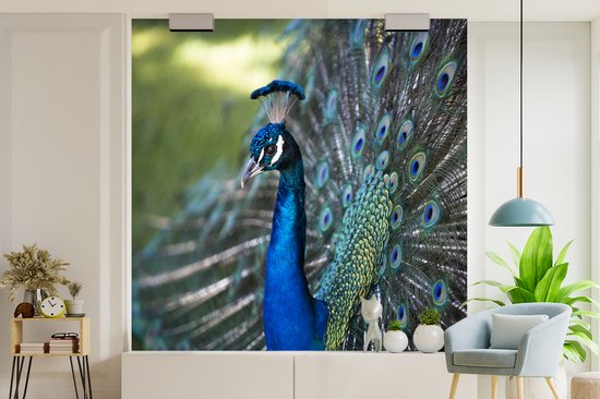 Behang – Fotobehang Pauw – Vogels – Blauw – Breedte 260 cm x hoogte 260 cm