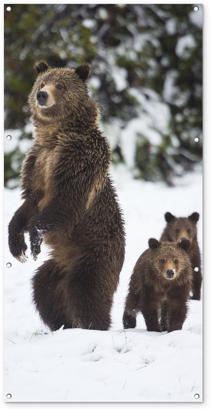Décoration murale d&rsquo;extérieur grizzly – 80×160 cm – Toile de jardin – Poster extérieur