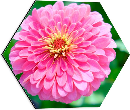 Dibond Hexagon – Grande Bloem Zinnia Rose avec Plantes Vert Vif – 40×34,8 cm Photo sur Hexagone (Avec Système d&rsquo;accrochage)