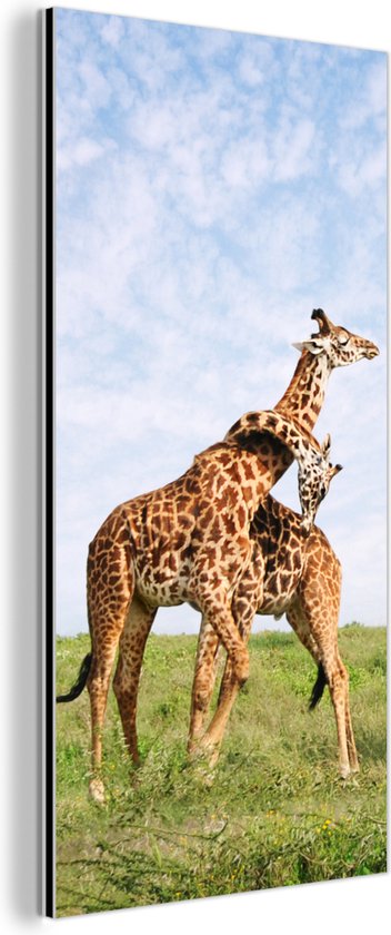 Décoration murale Métal – Aluminium Peinture Industrielle – Deux girafes dans les savanes du Parc National du Serengeti en Afrique – 40×80 cm – Dibond – Photo sur aluminium – Décoration murale industrielle – Pour le salon/chambre