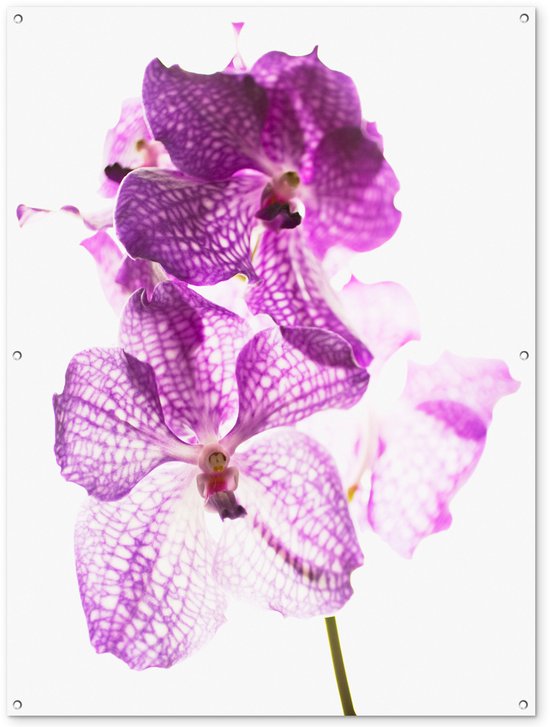 Décoration murale&rsquo; extérieur Orchidées violettes – 120×160 cm – Toile de jardin