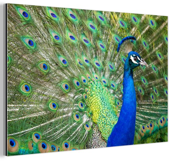 Décoration murale Métal – Aluminium – Profil – Portrait – Paon – 60×40 cm