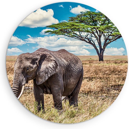 Cercle mural Saammp Forex – Éléphant dans le Serangeti – Nature – Animaux – Ø 50 – Cercle mural – Cercle de Décoration murale – Décoration murale salon – Décoration chambre – Peinture ronde