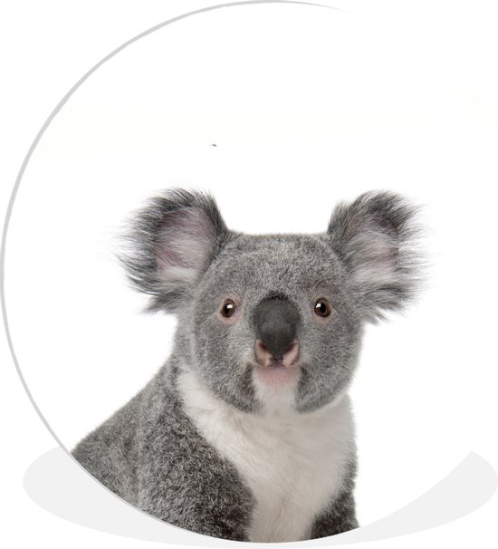 Décoration chambres d&rsquo;enfants – Koala – Animaux – Wit – Cercle mural animaux – Cercle mural pour chambre d&rsquo;enfant – Décoration murale – 30×30 cm – Plastique