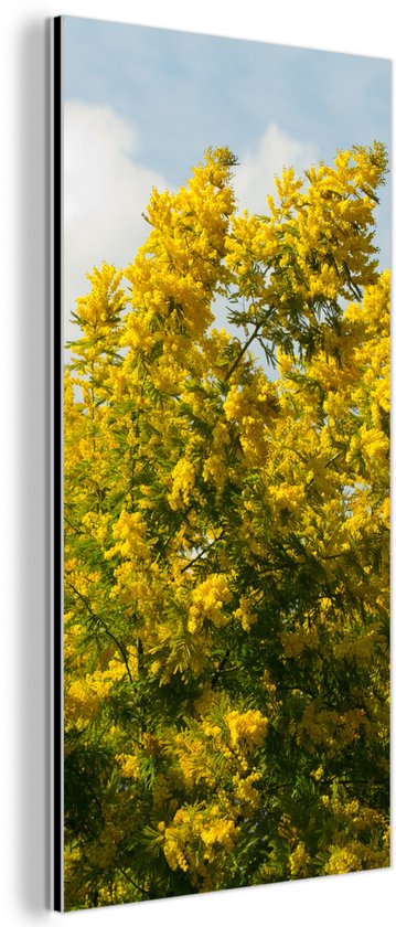 Décoration murale Métal – Peinture Aluminium Industriel – Fleurs de mimosa avec un ciel bleu – 20×40 cm – Dibond – Photo sur aluminium – Décoration murale industrielle – Pour le salon/chambre