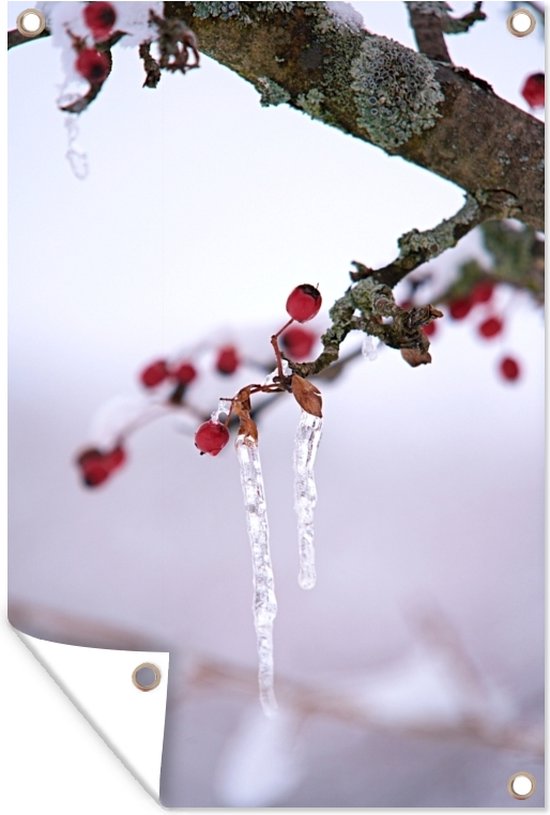 Décoration murale Baies – Hiver – Icicle – 120×180 cm – Affiche jardin