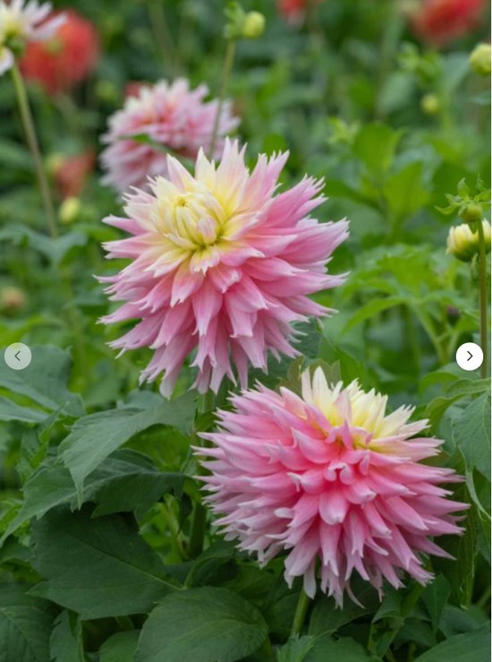 Bulbes de fleurs néerlandais de la meilleure qualité – Bulbes de fleurs Just Married Is Dahlia 5 pièces – couleur rose jaune – hauteur 100 cm