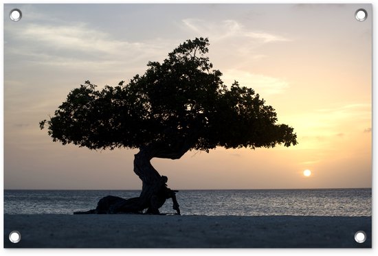 Décoration de jardin Lonely tree stands on the beach in Aruba – 60×40 cm – Poster jardin – Toile jardin – Poster extérieur