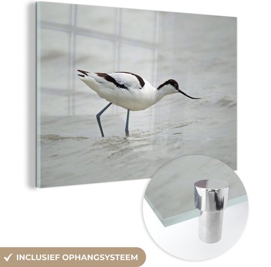 Avocette dans l&rsquo;eau courante Plexiglas 30×20 cm – petit – Tirage photo sur Glas (décoration murale plexiglas)