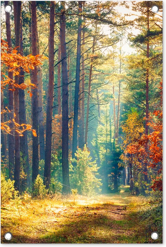 Décoration de jardin Forêt – Soleil – Nature – Automne – 40×60 cm – Poster jardin – Toile jardin – Poster extérieur