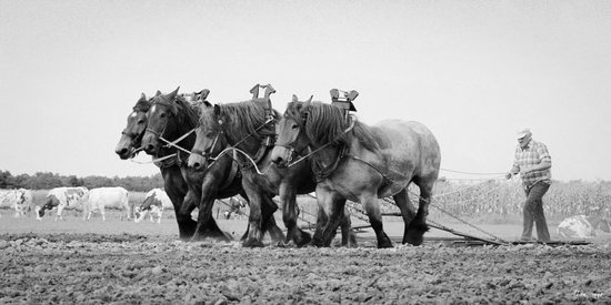 Chevaux de trait TW15 – Affiche – Ton van der Weerden – 70 x 100 cm