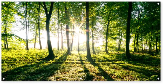 Décoration murale murale extérieure Sun Breaking dans les forêts du parc national de Söderåsen en Suède – 160×80 cm