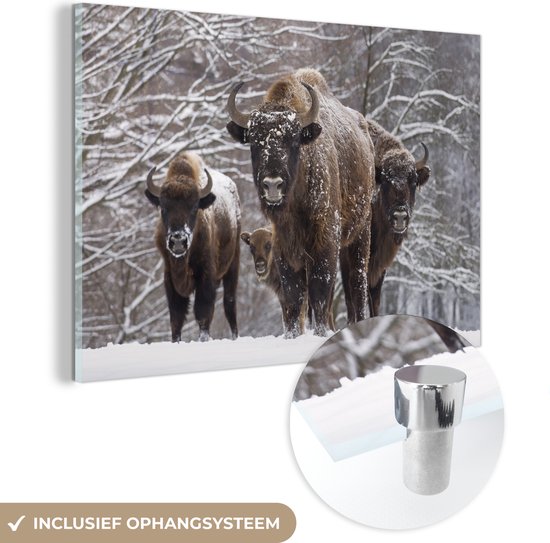 Famille de bisons dans le paysage hivernal du parc national de Białowieża Plexiglas 180×120 cm – Tirage photo sur Glas (décoration murale en plexiglas) XXL / Groot format!