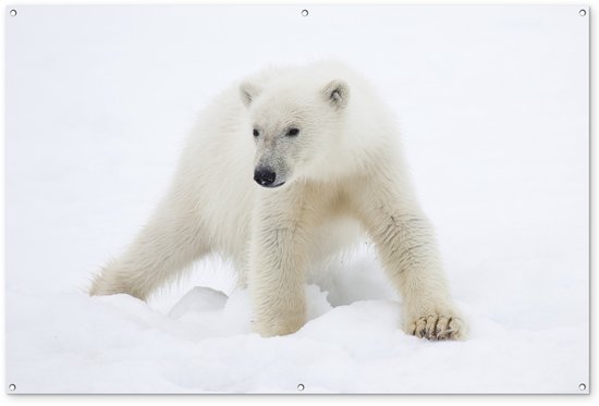 Décoration murale Animaux – Ours polaire – Neige – 180×120 cm – Poster jardin – Toile jardin – Poster extérieur