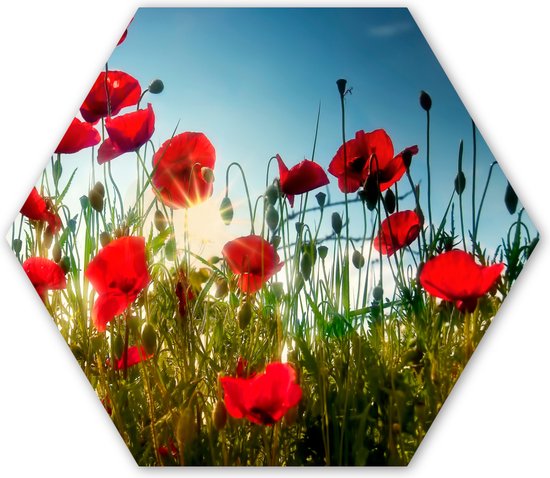 Décoration murale Hexagone – Décoration murale Plastique – Peinture Hexagone – Coquelicots – Toscane – Soleil – Rouge – Blauw – 75×65 cm